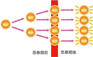 脂肪脂肪脂肪脂肪脂肪脂肪脂肪脂肪脂肪脂肪脂肪思春期前思春期後